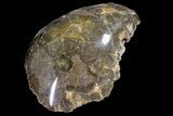 Polished Fossil Coral (Actinocyathus) Head - Morocco #159278-2